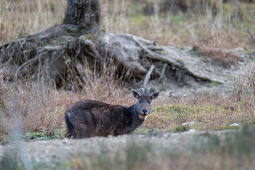 A wild Chinese Goral in the field