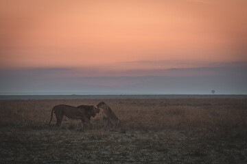 Fototapeta na wymiar lions in the dawn