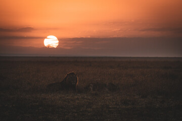 Sunrise over mara lions © Nilushan