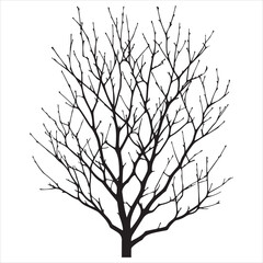 a naked tree branches vector silhouette black color illustration