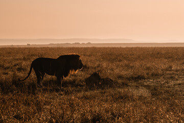 lions in the morning