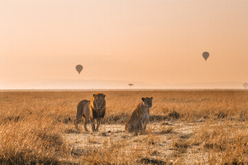 Lions and hot air balloons 