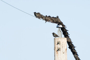 European Starlings Crowd Together on a Telephone Line