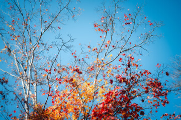 The warm autumn red orange trees, golden treetops leaves against clear cloud blue sky background in autumn season, Japan.