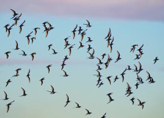 Large Flock of Dunlin Shorebirds in Morning Light
