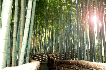 京都嵐山-化野念仏寺の竹林-