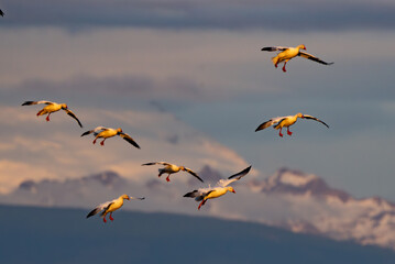Snow Geese in Flight With Mount Baker Backdrop in Winter in Skagit Valley Washington