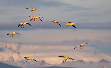 Snow Geese in Flight With Mount Baker Backdrop in Winter in Skagit Valley Washington