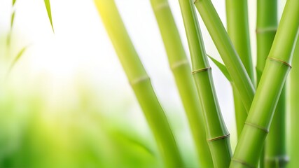 Fototapeta na wymiar frame of fresh green bamboo leaves isolated on blurred abstract sunny background banner, nature scene with asian spirit and copy space
