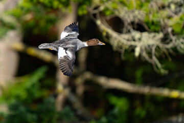 Common Goldeneye Duck in Flight  Through Trees