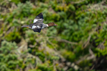 Common Goldeneye Duck in Flight  Through Trees