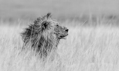 Male lion monochrome