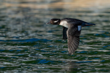 Bufflehead Hen Duck in Flight Over Puget Sound