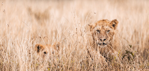 Stalking lions