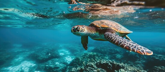 Hawaiian turtle swimming in Hawaii's Pacific Ocean. - obrazy, fototapety, plakaty