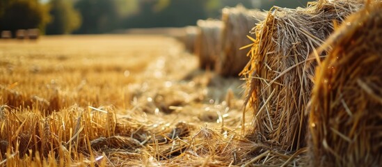 Harvested wheat sheaves in a field. - obrazy, fototapety, plakaty