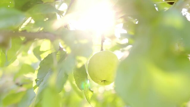 A ripe yellow apple hangs on a tree among fresh green foliage in the rays of the bright summer sun. Harvest season in the orchard. Close-up slow motion video from the fruit garden