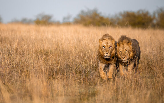 Lion brothers - landscape