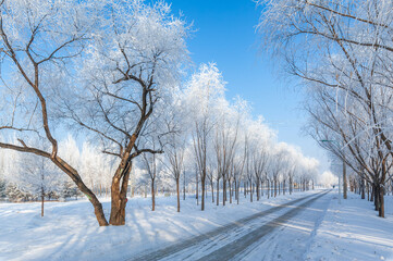 Rime landscape of urban forest in Daqing City, Heilongjiang Province, China.