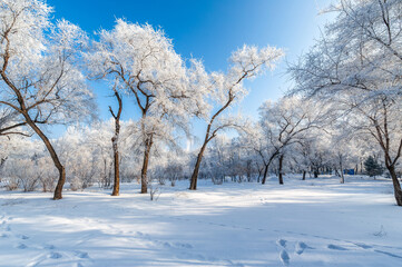 Rime landscape of urban forest in Daqing City, Heilongjiang Province, China.
