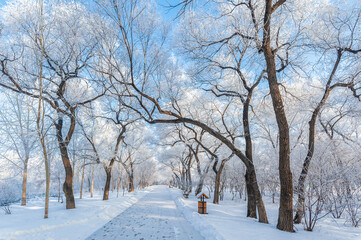 Rime landscape of urban forest in Daqing City, Heilongjiang Province, China.