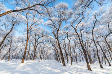 Rime landscape of urban forest in Daqing City, Heilongjiang Province, China.