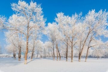 Rime landscape of urban forest in Daqing City, Heilongjiang Province, China.