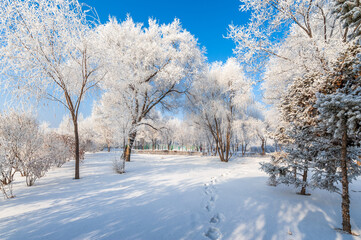 Rime landscape of urban forest in Daqing City, Heilongjiang Province, China.