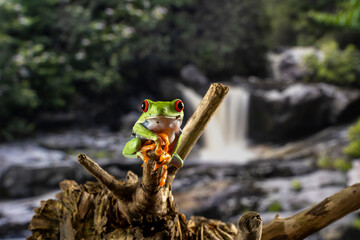 A tree frog is any species of frog that spends a major portion of its lifespan in trees, known as an arboreal state.  