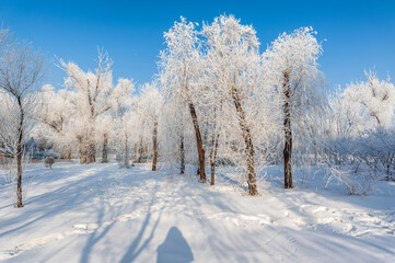 Rime landscape of urban forest in Daqing City, Heilongjiang Province, China.