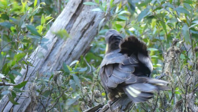 Wild Australian Black Cockatoo fledgling walking on branch practicing flying