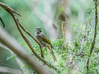 Honeyeater Head Up