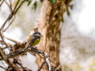 Yellow Robin Perched