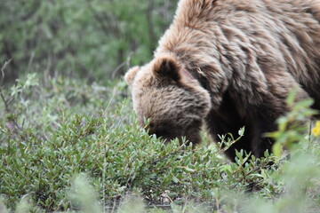 Obraz premium Brown Bear in Denali Nation Park, Alaska