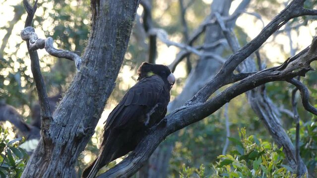 Baby black Cockatoo fledgling on branch with parent before flying away