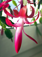 delicate fresh flower of a Christmas cactus