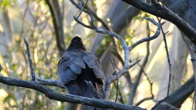 Black Cockatoo fledgling sitting on a branch in a tree