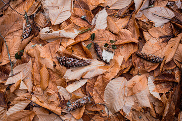 dry leaves twigs and pine cones on the  forest floor make a winter colored textured background