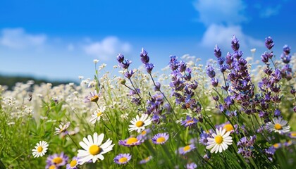 Obraz na płótnie Canvas field flowers daisy and lavender blue sky summer spring nature