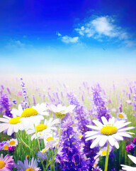 Obraz na płótnie Canvas field flowers daisy and lavender blue sky summer spring nature