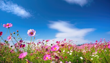 Obraz na płótnie Canvas Beautiful and amazing cosmos flower field landscape