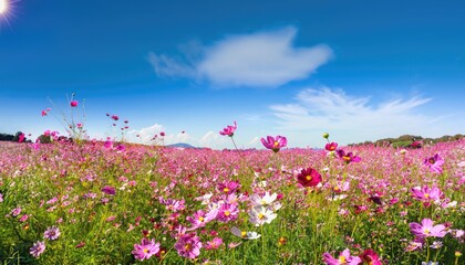 Beautiful and amazing cosmos flower field landscape