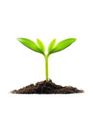 Green sprouts growing