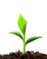 Green sprouts growing