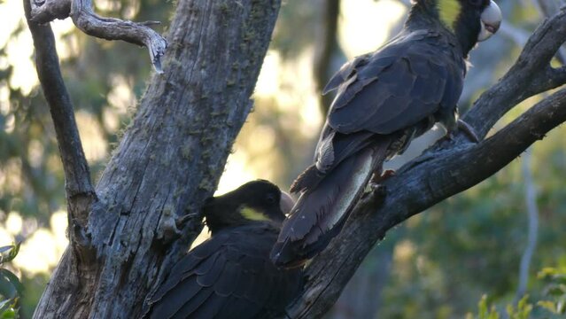 Australian Black Cockatoo feeding its fledgling walking on branch