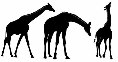 set of vector silhouettes of giraffes, on a white background