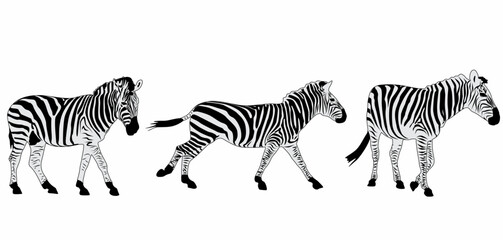 vector set of zebra silhouettes, with white background