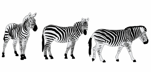 Fototapeta na wymiar vector set of zebra silhouettes, with white background
