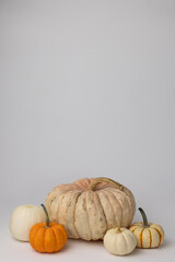 Fall gourds on white background