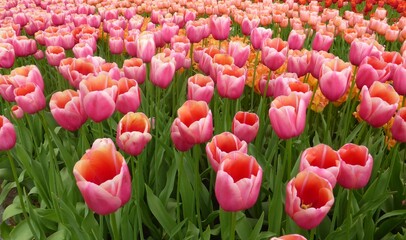 Masses  of Pink and Orange Tulips in Spring